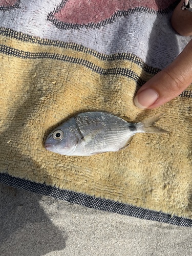 Diplodus sargus