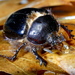 Pleocoma australis - Photo (c) Jay Keller, todos los derechos reservados, subido por Jay Keller