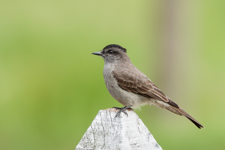 Crowned Slaty Flycatcher (Empidonomus aurantioatrocristatus) photo