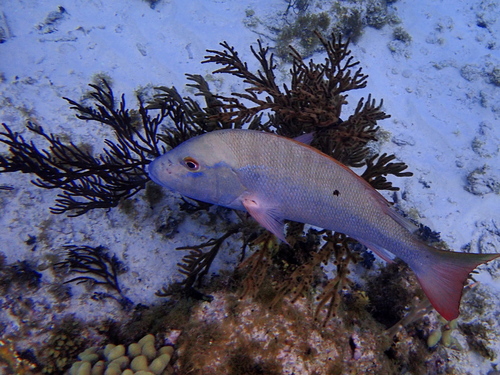 Mutton Snapper