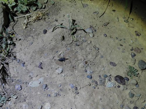 Orthochirus fomichevi