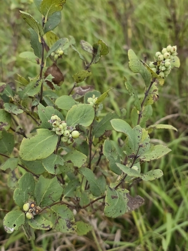 Western Snowberry