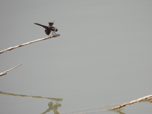 Dark-winged Groundling