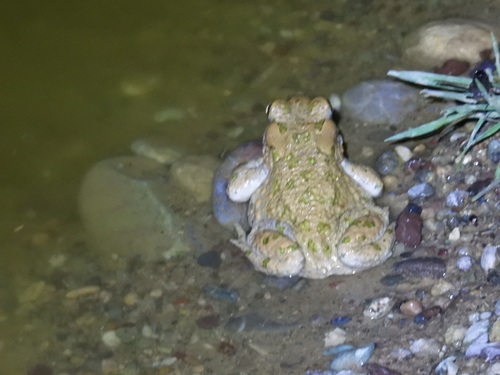 Variable Toad