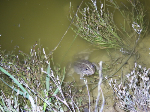 Marsh Frog