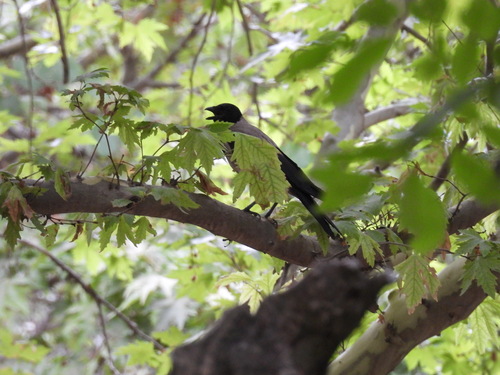 Hooded Crow
