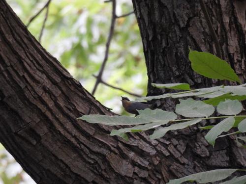 Eastern Rock Nuthatch