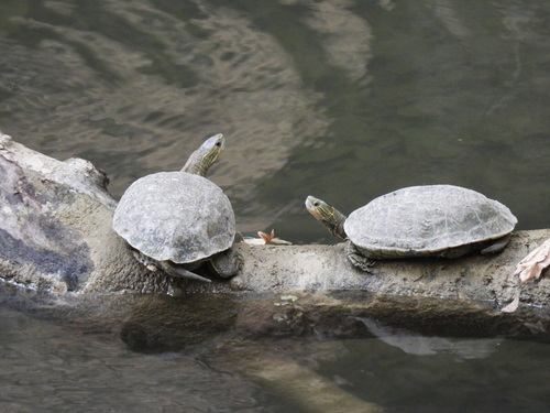 Caspian Turtle