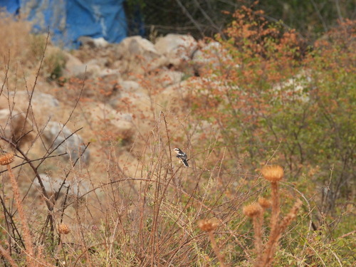 Masked Shrike