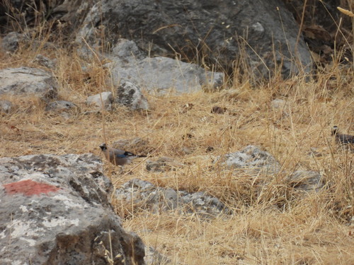 Eurasian Jay
