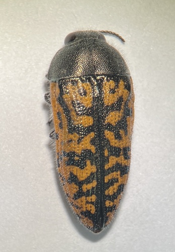 Acmaeodera auritincta
