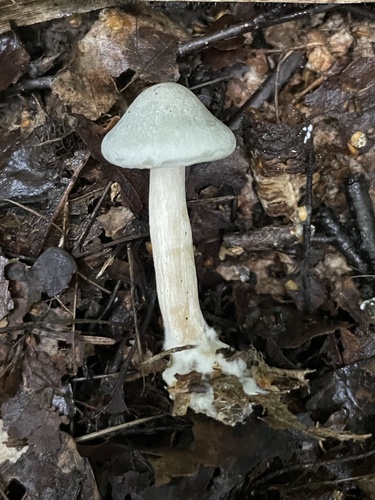 Наблюдение на iNaturalist
