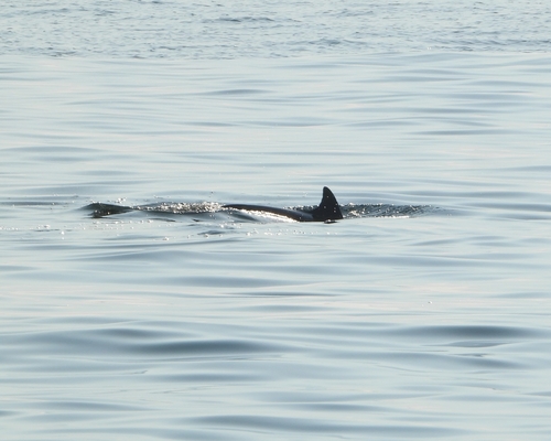 Tursiops truncatus