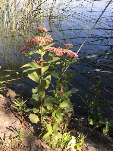 iNaturalist observation photo of marsh fleabane