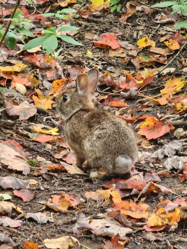 Appalachian Cottontail observed by funnatural