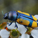 Buprestidae - Photo (c) Nick Monaghan, όλα τα δικαιώματα διατηρούνται, uploaded by Nick Monaghan