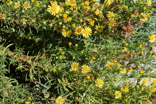 Golden Samphire