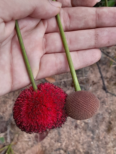 acorn bean