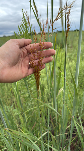 Indiangrass