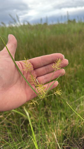 yellow nutsedge