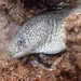 Peppered Moray - Photo (c) 張凱 Kai Chang, all rights reserved, uploaded by 張凱 Kai Chang