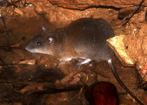 Trinidad water rat (Nectomys palmipes) — Least Concern Mammalia