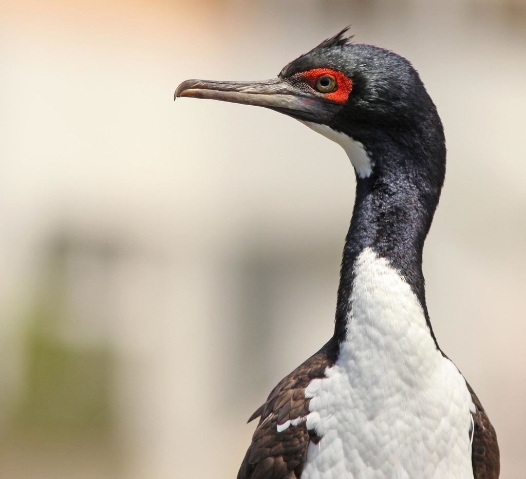 Guanay Cormorant (Leucocarbo bougainvilliorum) photo