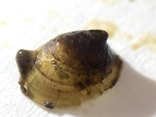 River Limpet