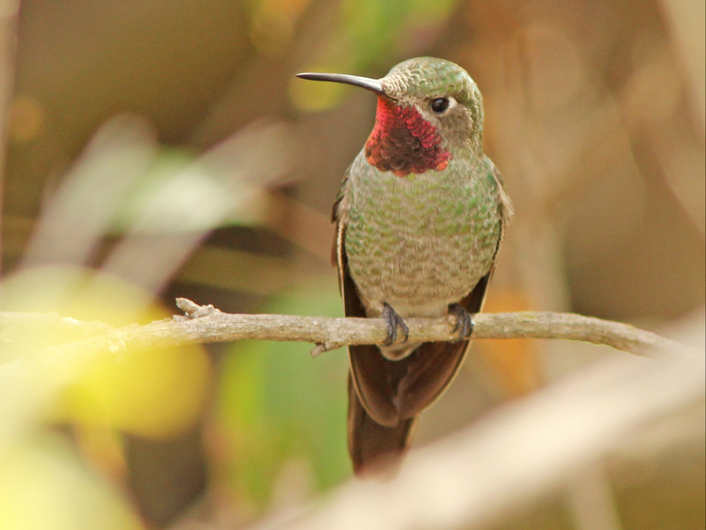 Bronze-tailed Comet photo