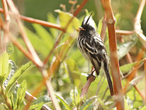 Subspecies Anairetes reguloides albiventris · iNaturalist