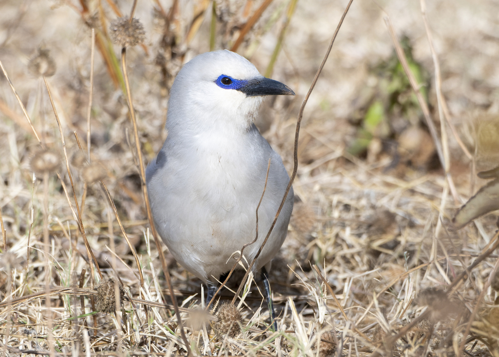 Ethiopian Bushcrow (Zavattariornis stresemanni) photo