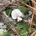Tephrosia chrysophylla - Photo (c) strgzzr, todos los derechos reservados