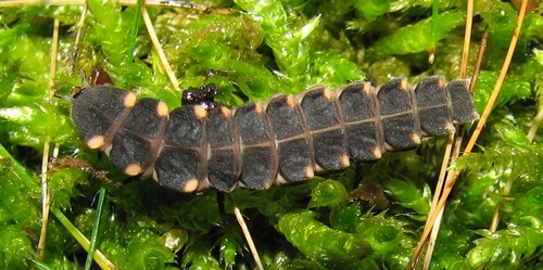 Luciérnagas (Familia Lampyridae) · Natusfera
