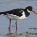 European Oystercatcher - Photo (c) Valter Jacinto, all rights reserved