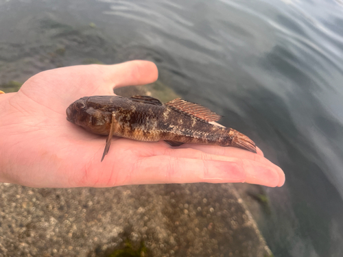 Gobius niger