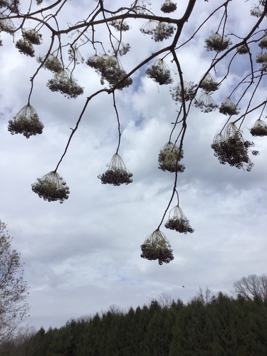Castor-Aralia