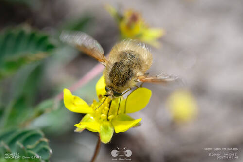 Bombylius uzbekorum