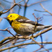 Hermit × Townsend's Warbler - Photo (c) BJ Stacey, all rights reserved