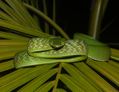 Green Vine Snake