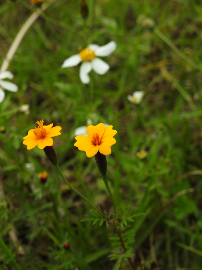 Cempasúchil de Campo (Tagetes tenuifolia) · NaturaLista Mexico