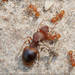 Little Fire Ant - Photo (c) RAP, all rights reserved, uploaded by RAP