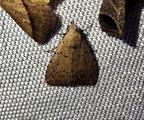 Hopothia histigma