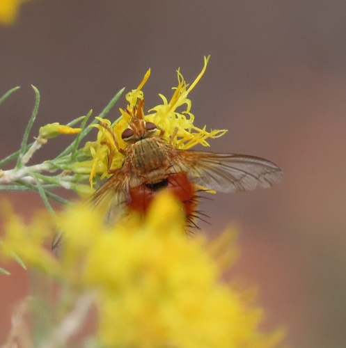 Unknown species found near Dubois, WY 82513, USA
