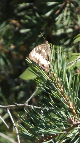 Great Banded Grayling