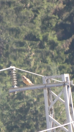 Eurasian Kestrel