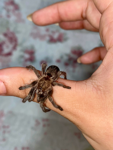 Exilis Bronze Tarantula