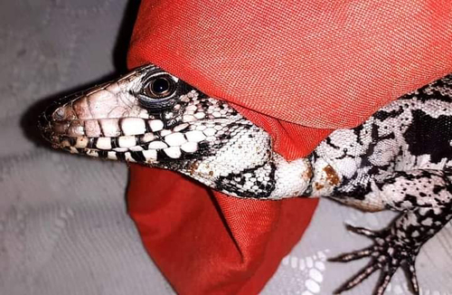 Argentine Black-and-white Tegu