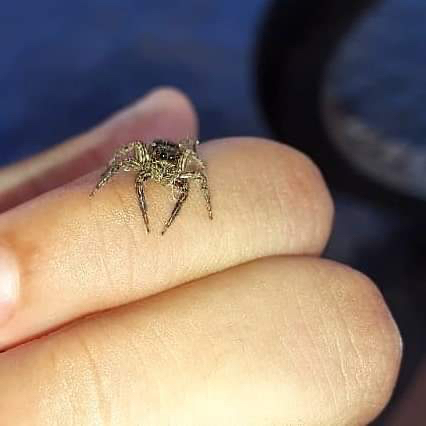 Pantropical Jumping Spider