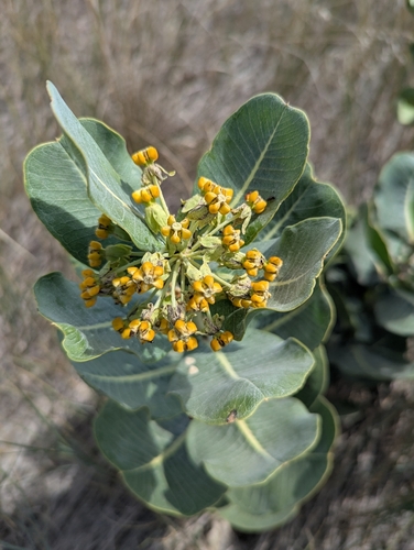 broadleaf milkweed