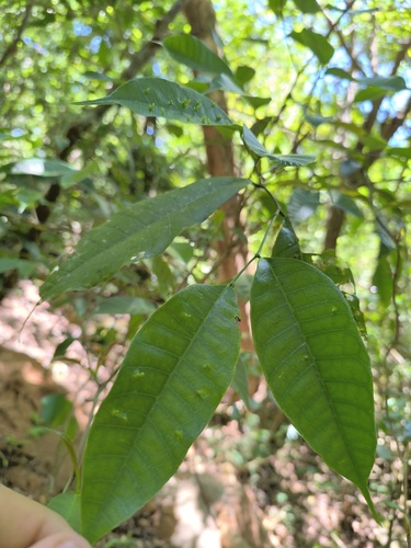 Brosimum alicastrum - Fruit